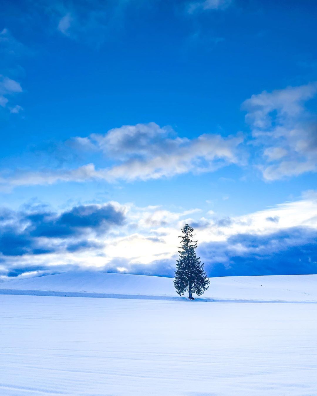 雪原に佇む「クリスマスツリーの木」（美瑛町）