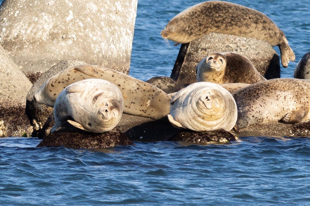 Relaxing Spotted seals (Rumoi)