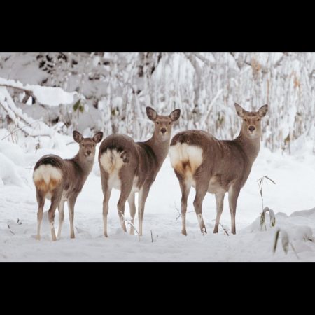 Parents and child of Yezo deer looking back (Sarufutsu)