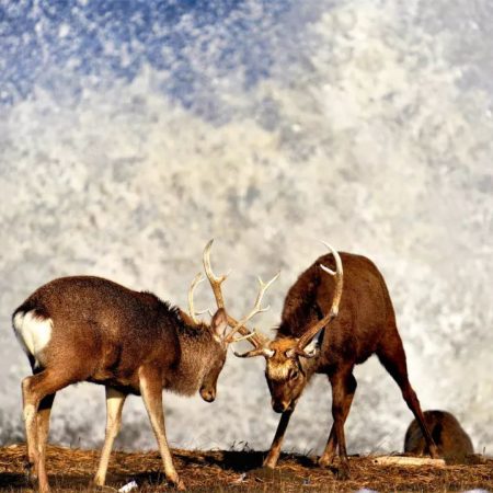 Fighting Hokkaido deer (Betsukai)