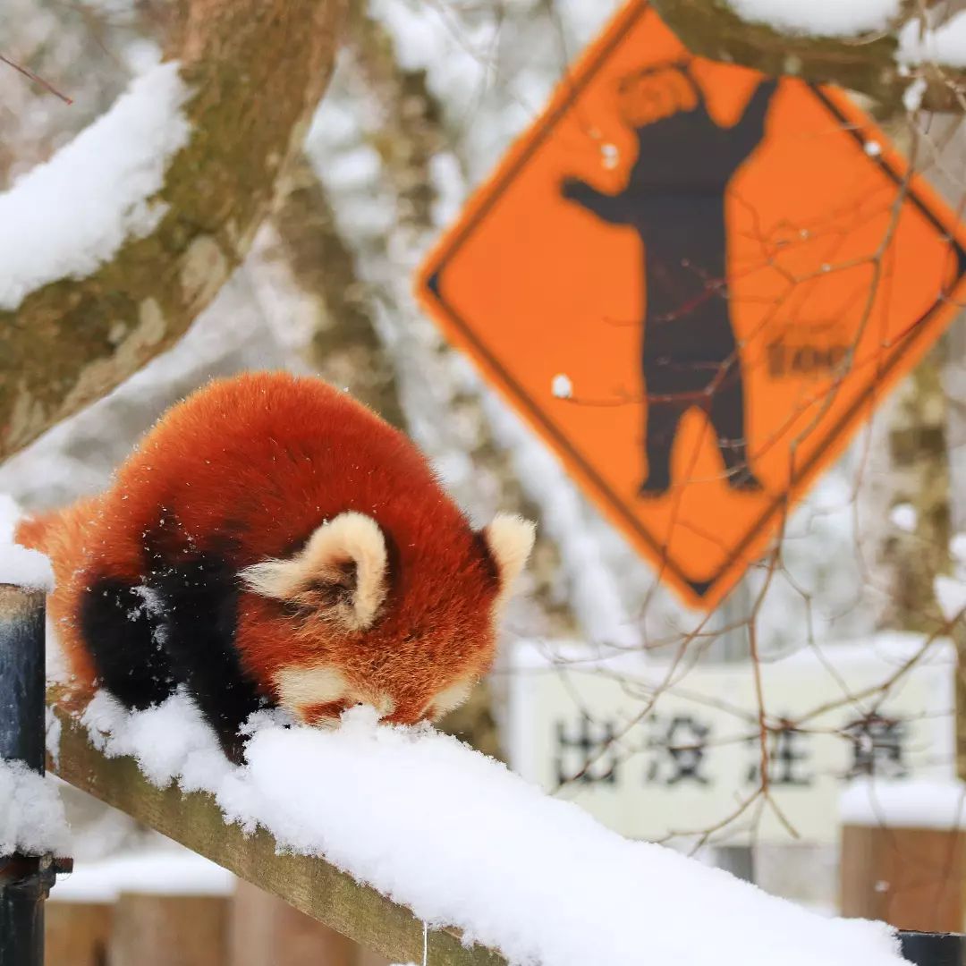 Baby red panda with a face on the snow (Kushiro)