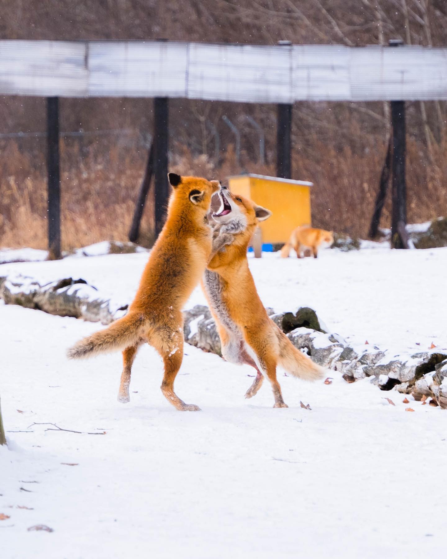 The battle of the red foxes at the Kitakitsune Farm (Kitami)