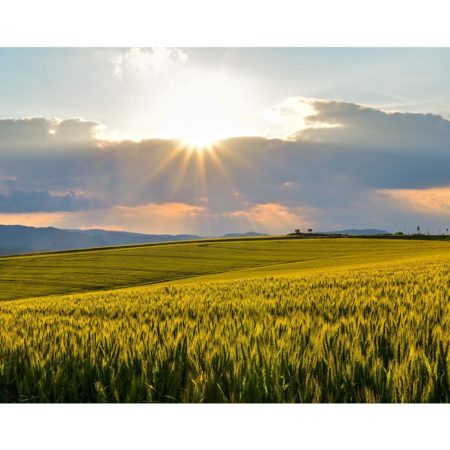 Wheat field shining golden yellow by the sunlight