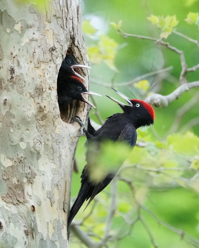 A black woodpecker feeding the chicks