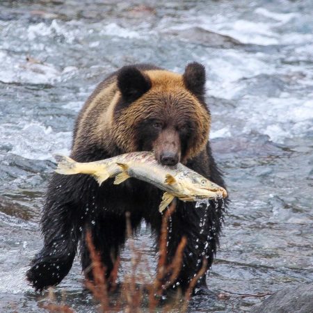 Bear hunting salmon