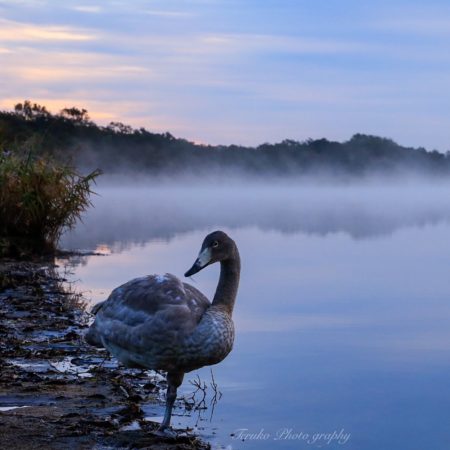 Swan and frost smoke