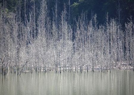 Frost-covered trees can be seen despite it's summer