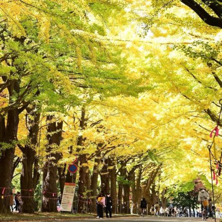 Line of golden yellow ginkgo trees