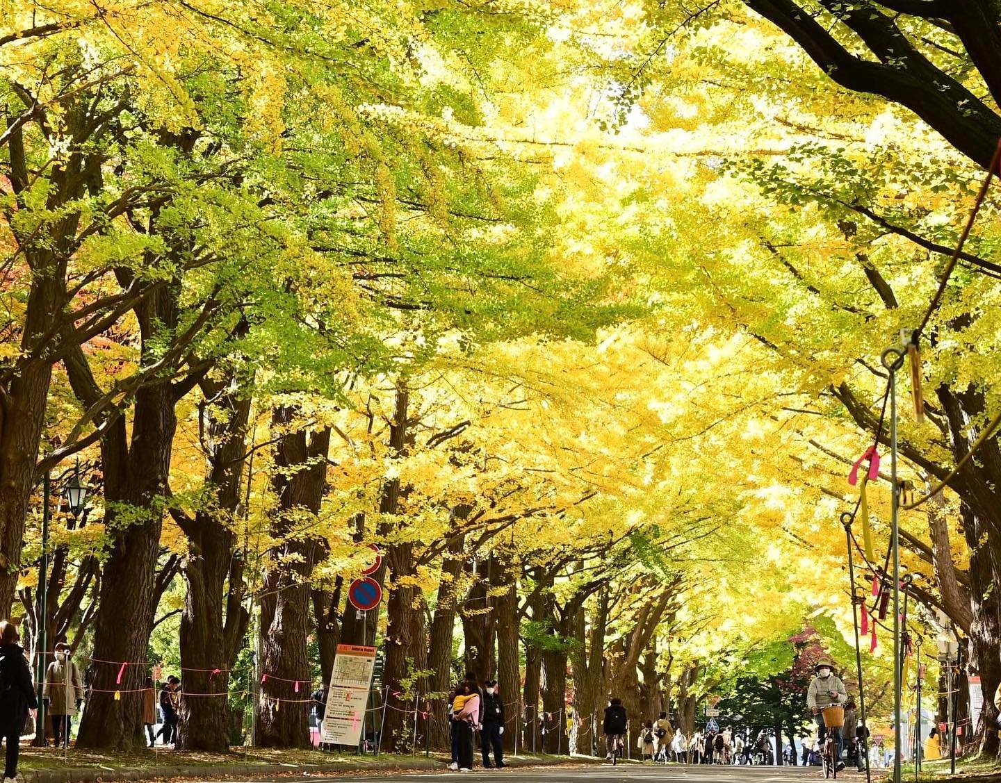 黄金色のイチョウ並木（札幌市）