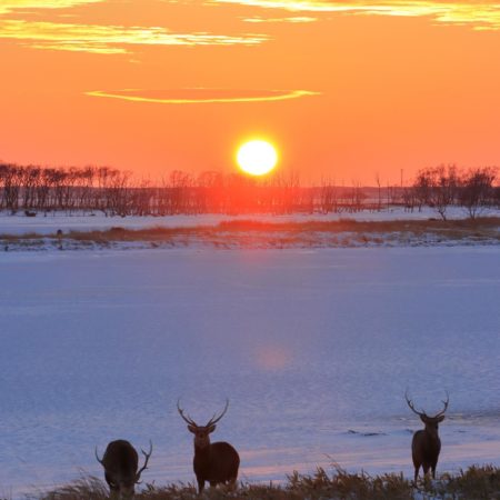 Sunset and Yezo sika deers