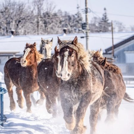Horses running on the snow