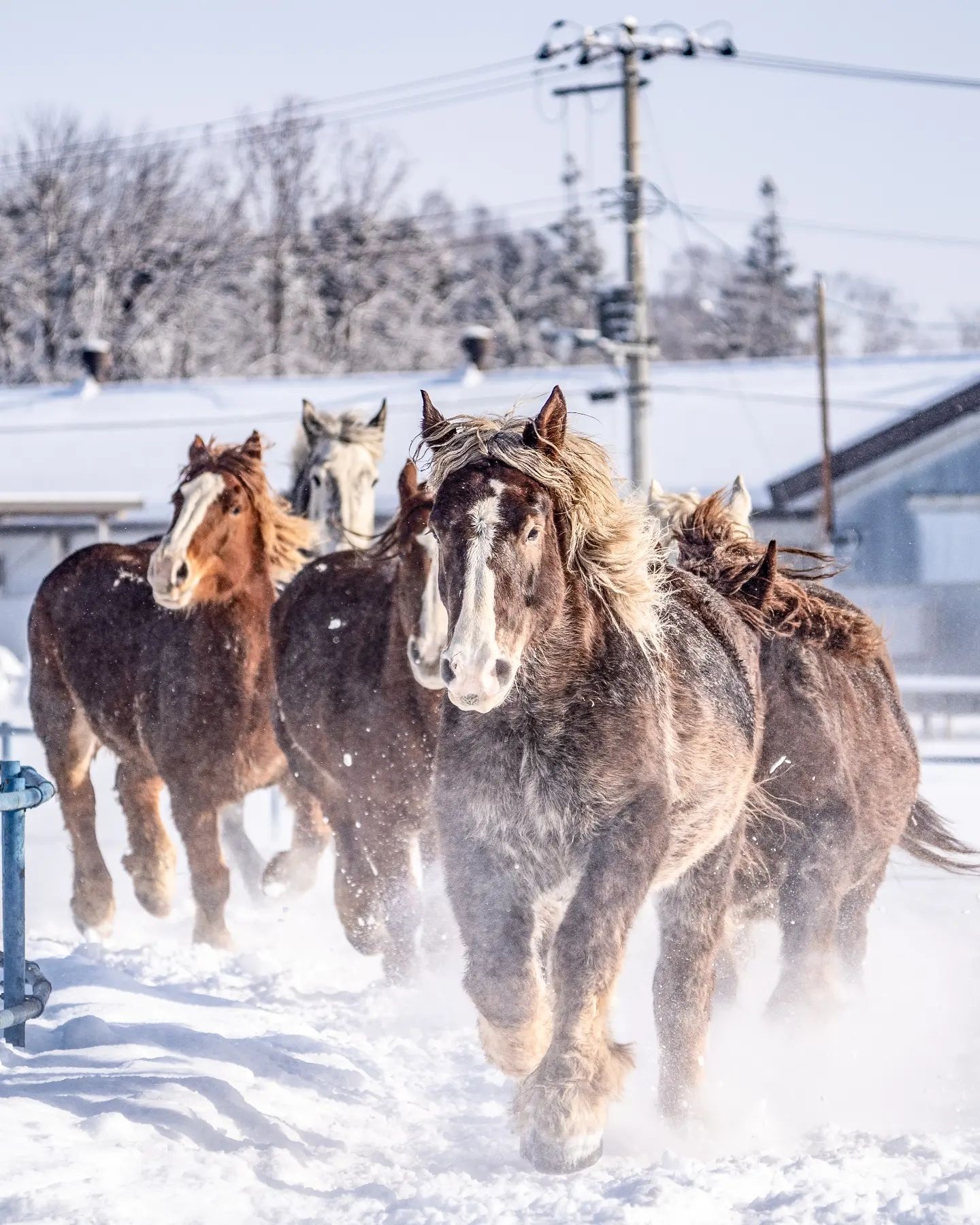 Horses running on the snow