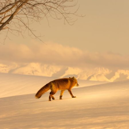 A red fox walking in the snow