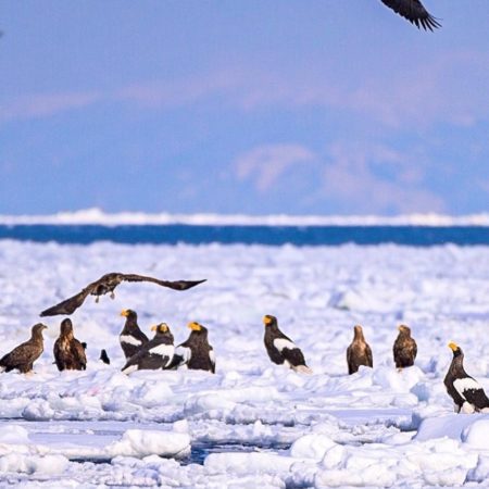 Drift ice and eagles
