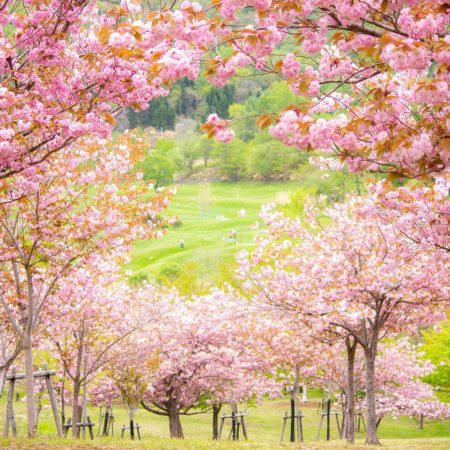 Double cherry blossoms in Rumoi