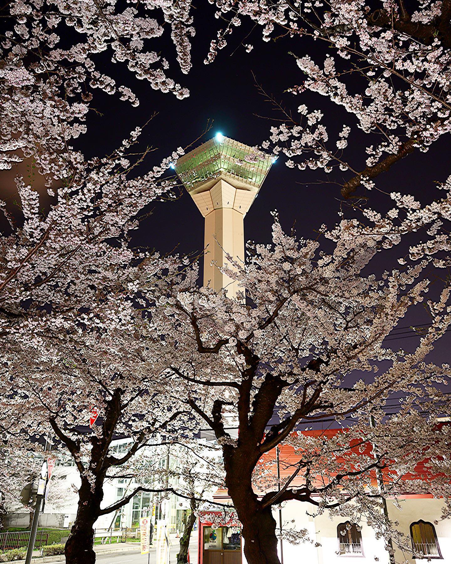 桜と五稜郭タワー（函館市）