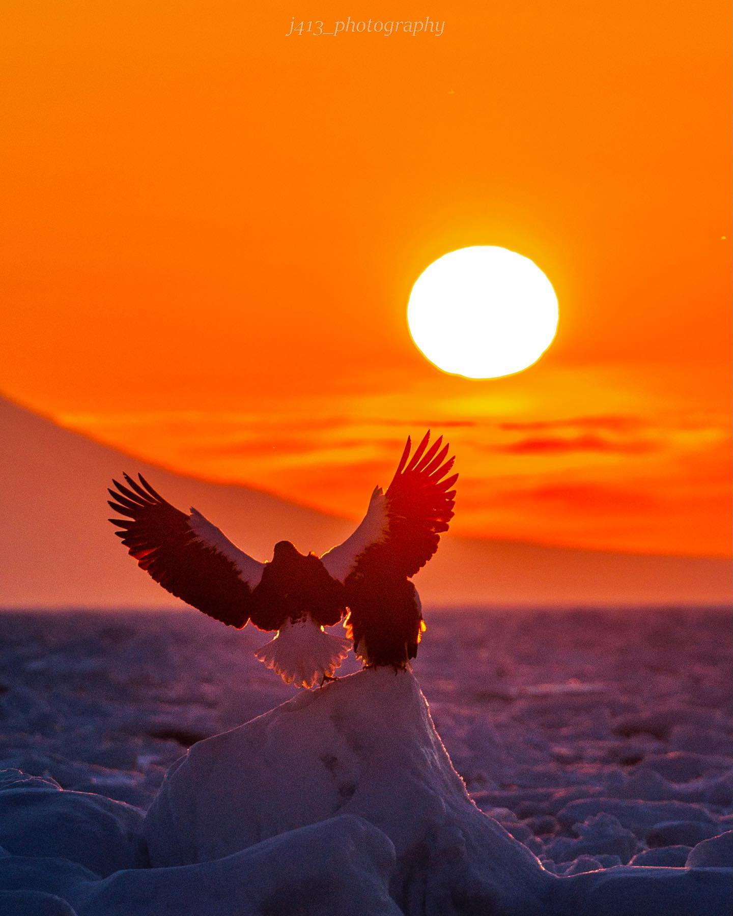 Eagle flapping to the sun