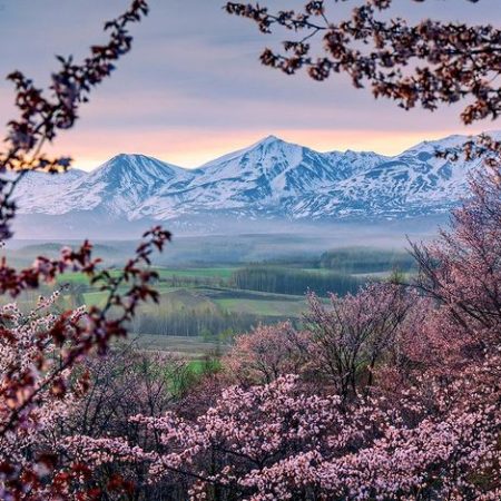 満開の桜と残雪の十勝岳（上富良野町）