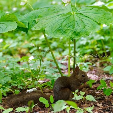 Hokkaido Squirrel hiding under the leave（Otofuke）