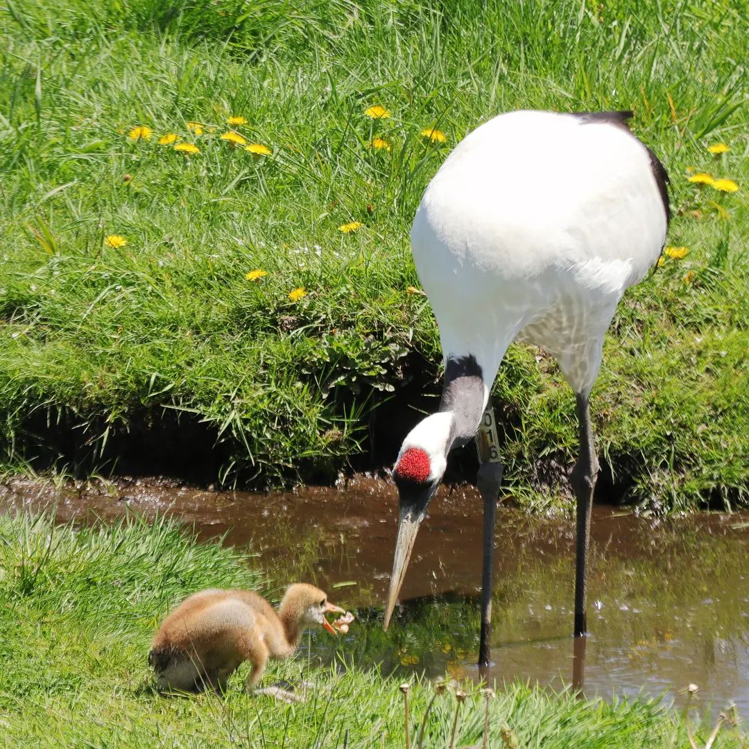 Family of red-crowned cranes (Kushiro)