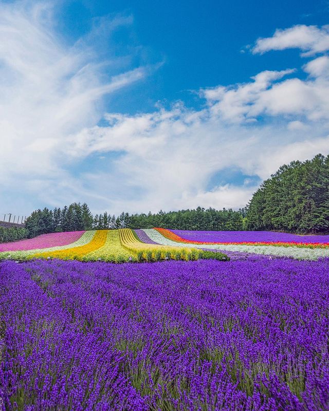 Brightly colored lavender field (Nakafurano)
