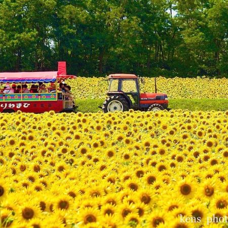 Brightly colored sunflower field (Hokuryu)