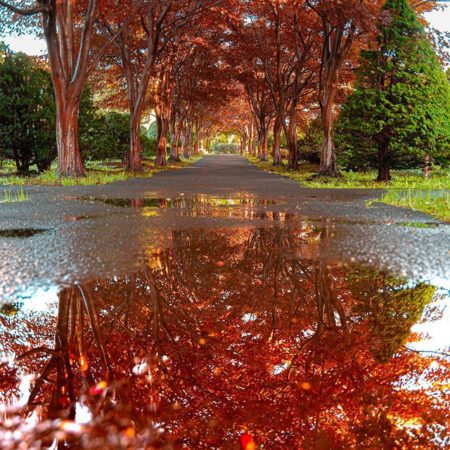 水たまりに映る紅葉（札幌市）