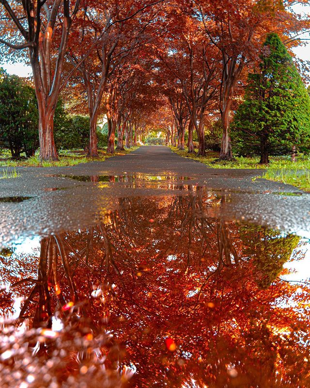 水たまりに映る紅葉（札幌市）