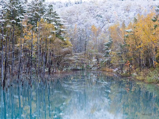 紅葉と雪と青い池（美瑛町）