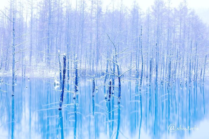 凍結前の淡い色の青い池（美瑛町）
