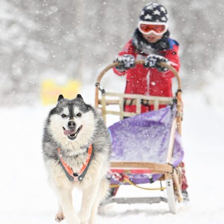 The child enjoying dog sledding (Sapporo)