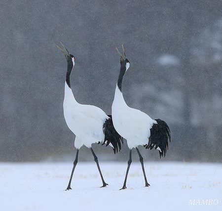 Red-crowned cranes singing together(Tsurui)
