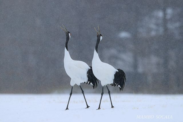 Red-crowned cranes singing together(Tsurui)