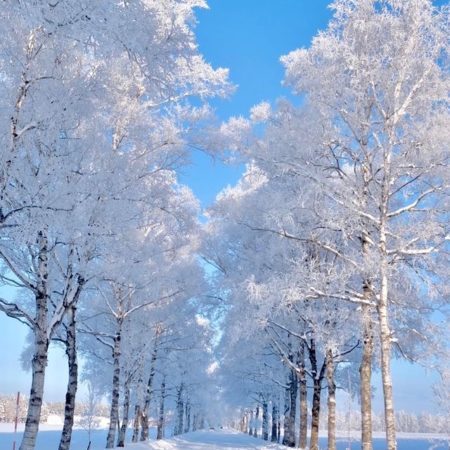 Row of white birch trees covered in hoarfrost