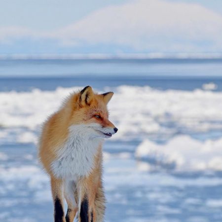 A Fox and Draft Ice in Shiretoko Peninsula（Rausu）