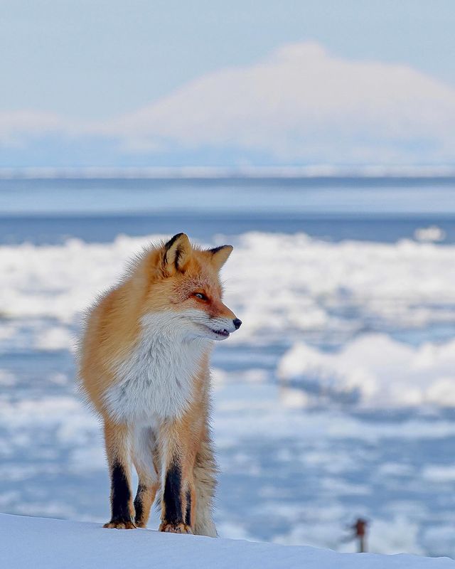 A Fox and Draft Ice in Shiretoko Peninsula（Rausu）