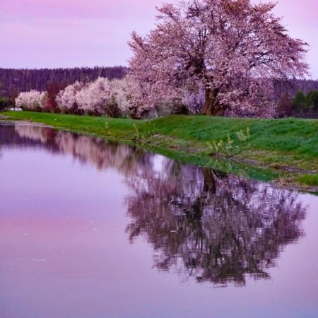 Cherry blossoms by the water(Asahikawa)