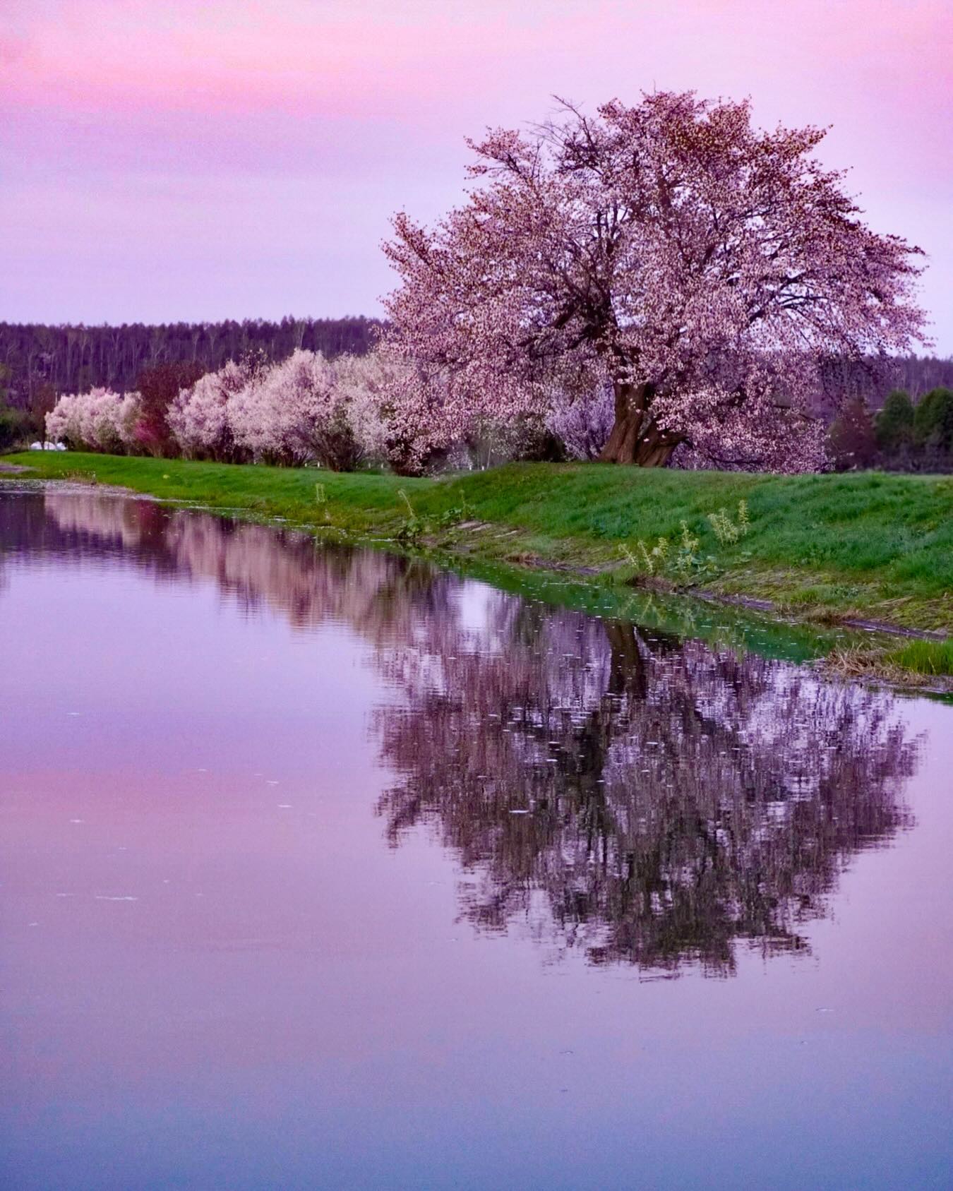 水辺にある桜（旭川市）