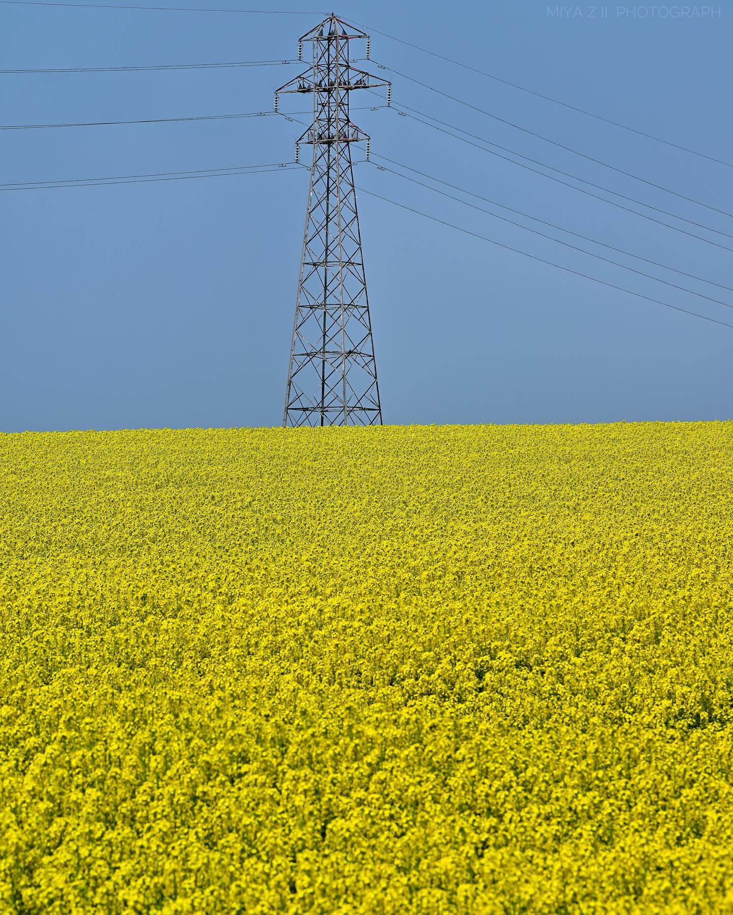 Rape flower field and steel tower(Takikawa)