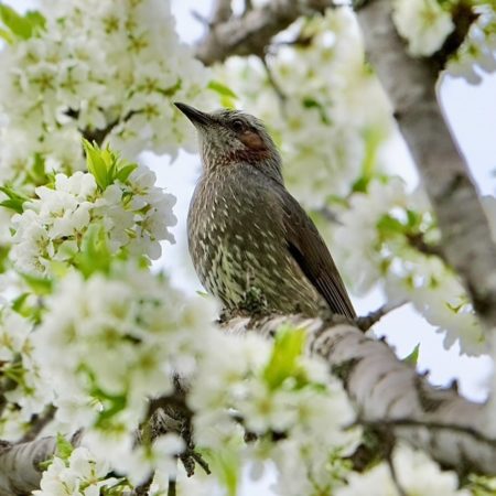 A brown-eared bulbul surrounded by plum blossoms(Sarabetsu)