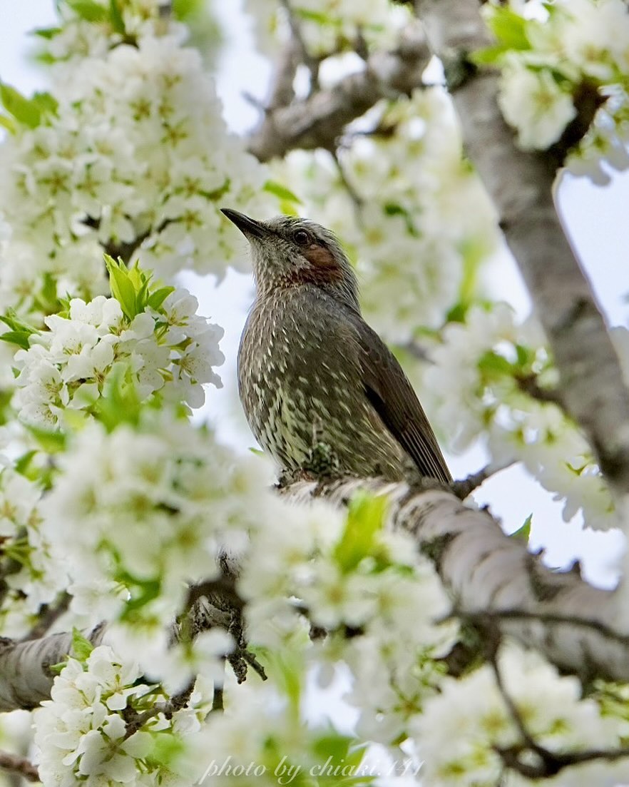 A brown-eared bulbul surrounded by plum blossoms(Sarabetsu)