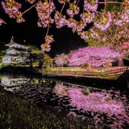 Cherry blossoms at night and Matsumae Castle(Matsumae)