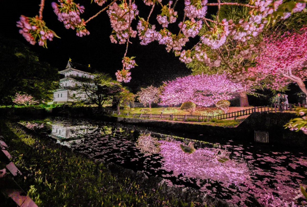 Cherry blossoms at night and Matsumae Castle(Matsumae)