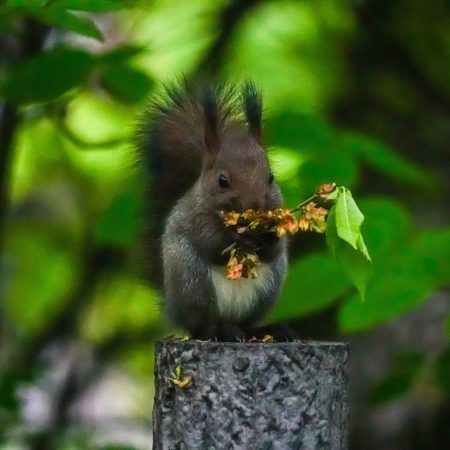 Cute little squirrel during munching time(Chitose)