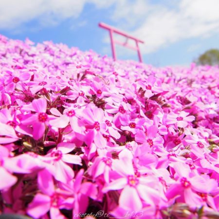 満開の芝桜（大空町）