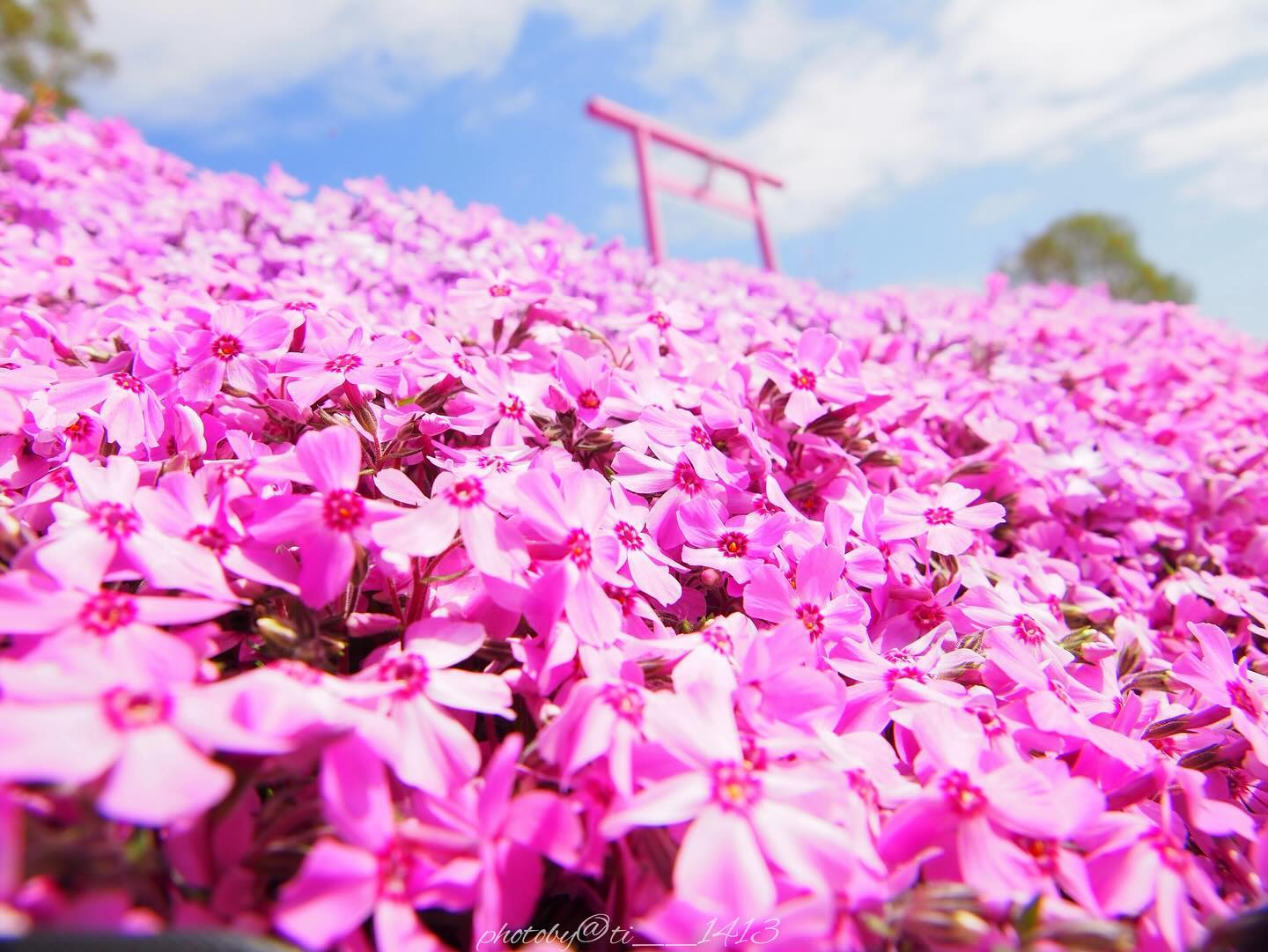 Moss phlox in full bloom(Ozora)