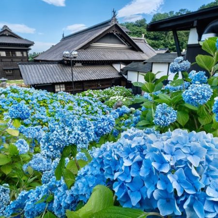 紫陽花と旧青山別邸（小樽市）