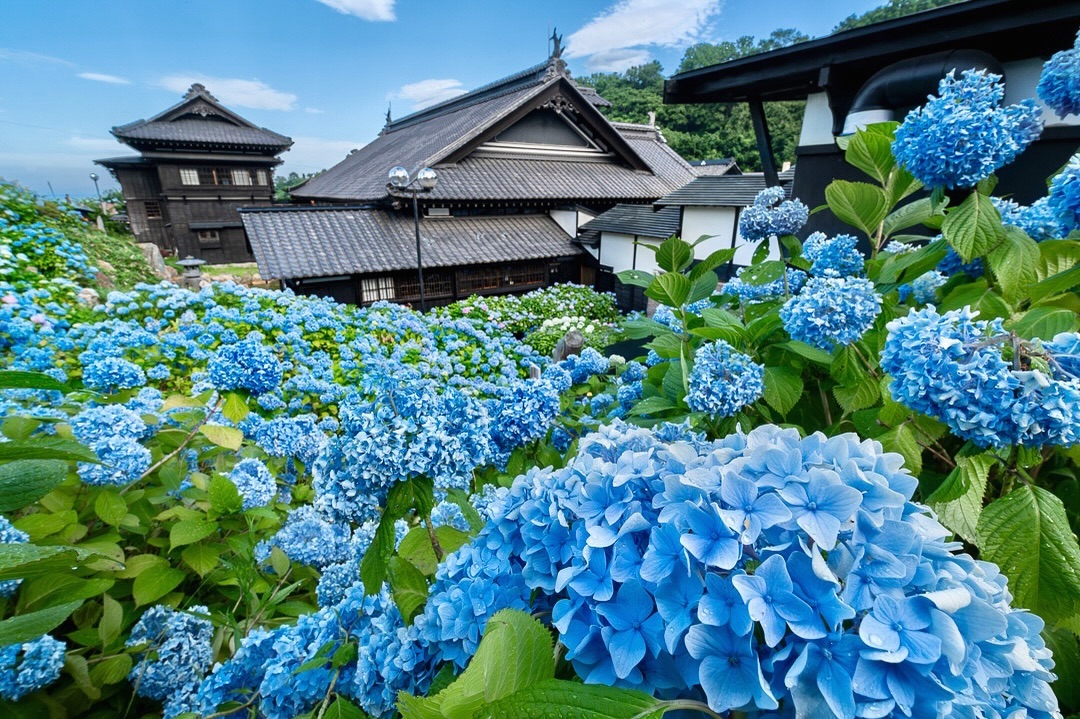 紫陽花と旧青山別邸（小樽市）