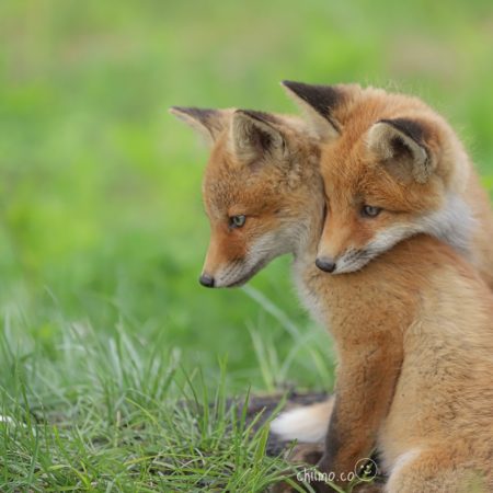 Two cute baby foxes(Kitami)