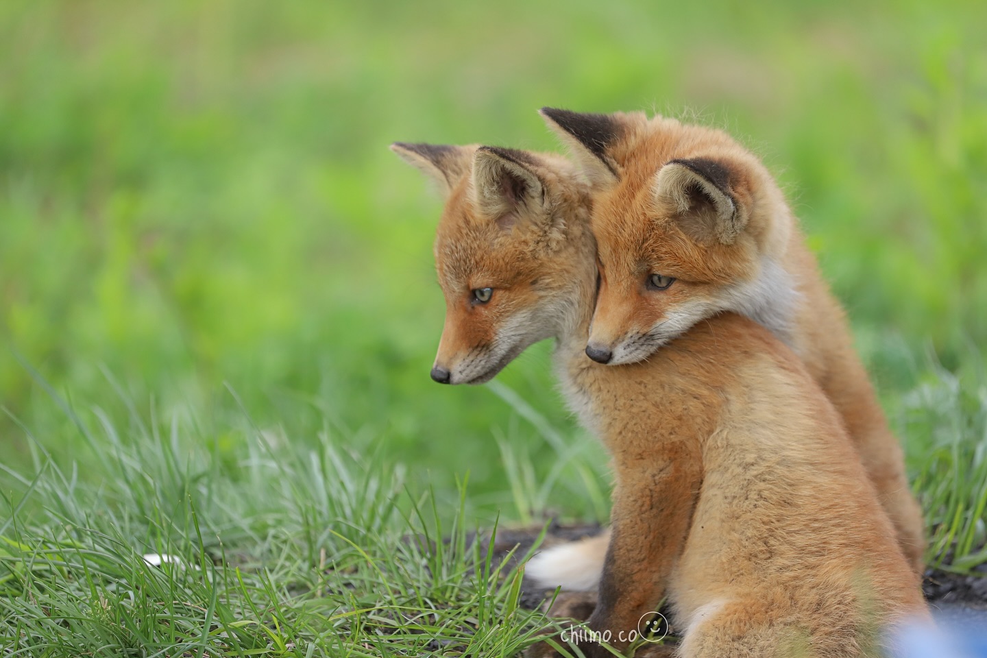 Two cute baby foxes(Kitami)